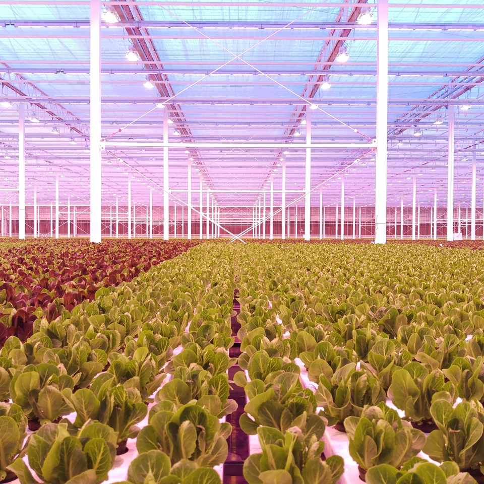 Turnkey greenhouse image showing structure and crop integration (lettuce)