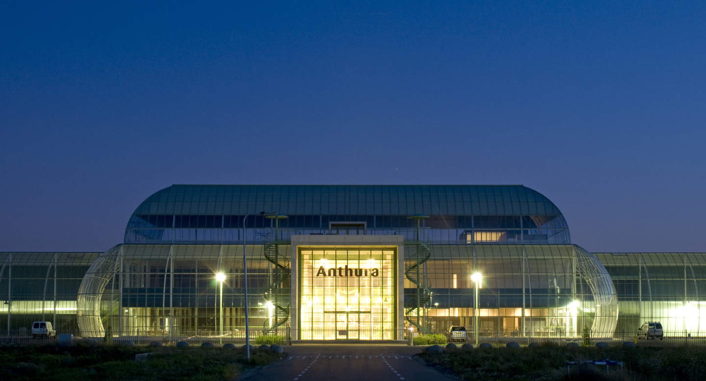 Large-scale Anthura 26 greenhouse under construction