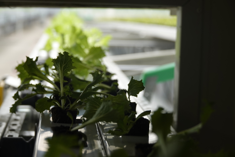 Close-up of young lettuce plants growing in the Van der Hoeven greenhouse, using modern hydroponic systems for sustainable production.