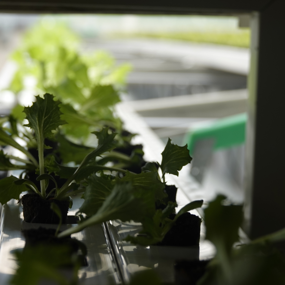 Close-up of young lettuce plants growing in the Van der Hoeven greenhouse, using modern hydroponic systems for sustainable production.