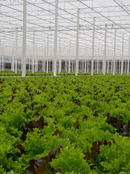 Rows of fresh green and red lettuce growing inside a large modern greenhouse in Kasaoka, Japan, with glass roof and steel structure.