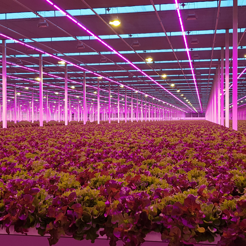 Lettuce cultivation in hydroponic Van der Hoeven system