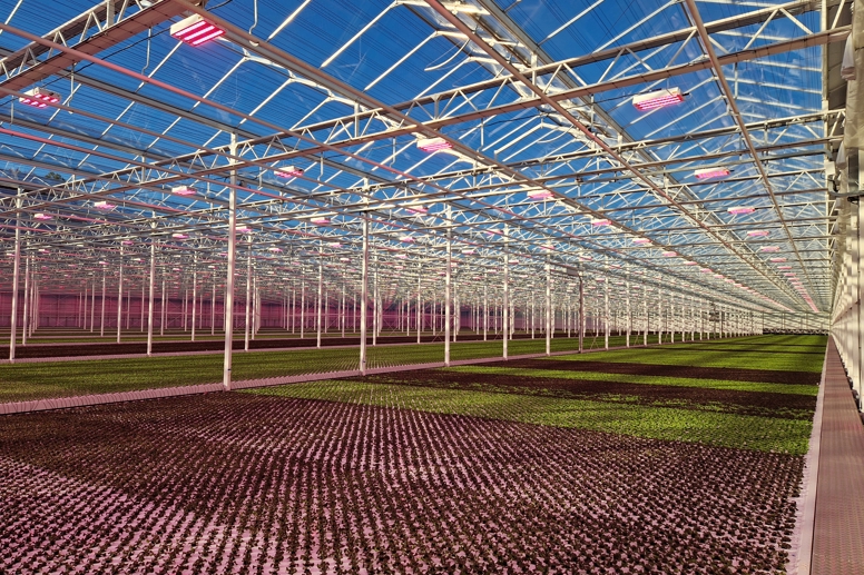 Van der Hoeven greenhouse with rows of lettuce seedlings under glass roof and LED grow lights for optimal plant growth.