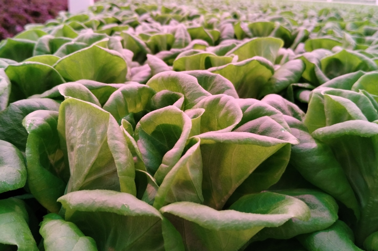 Close-up of fresh green lettuce heads growing at Van der Hoeven Better Future Farms under LED lighting.