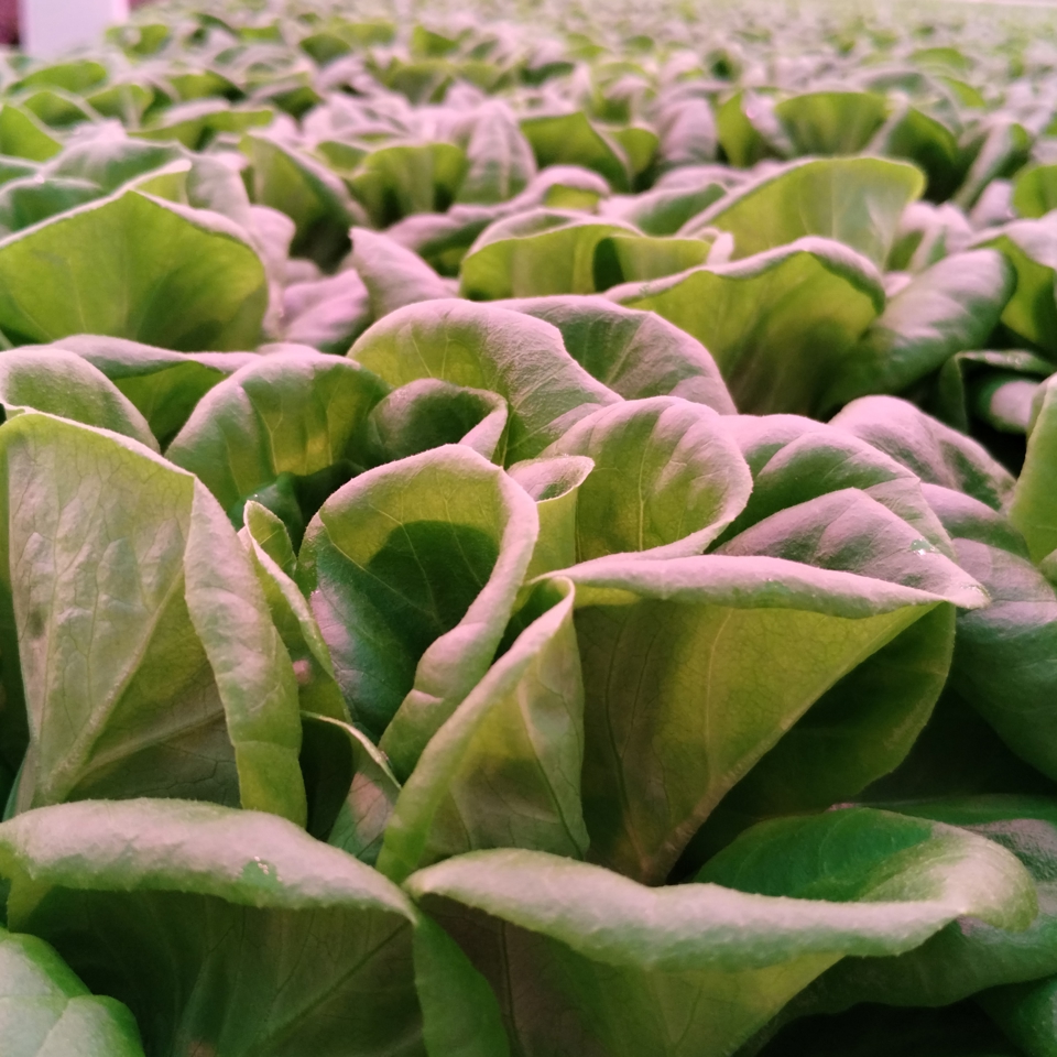 Close-up of fresh green lettuce heads growing at Van der Hoeven Better Future Farms under LED lighting.