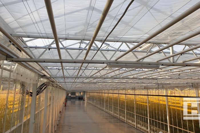Interior view of Project Norby greenhouse with transparent roof panels, metal framework, and rows of crops illuminated by yellow grow lights.