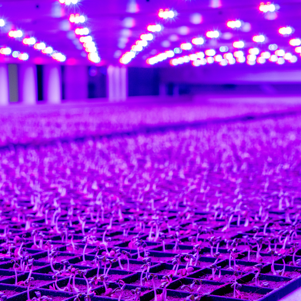 Rows of seedlings under purple LED grow lights inside Local Bounti greenhouse by Van der Hoeven.