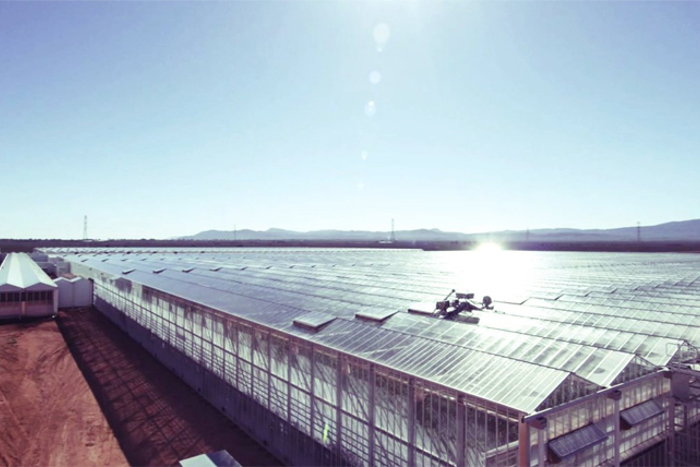 Aerial view of large commercial greenhouses with glass roofs, surrounded by a red dirt road, under a clear blue sky with mountains in the distance.