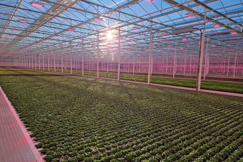 Greenhouse lettuce cultivation at Van der Hoeven, with sunlight streaming through glass roof and LED grow lights enhancing plant growth.