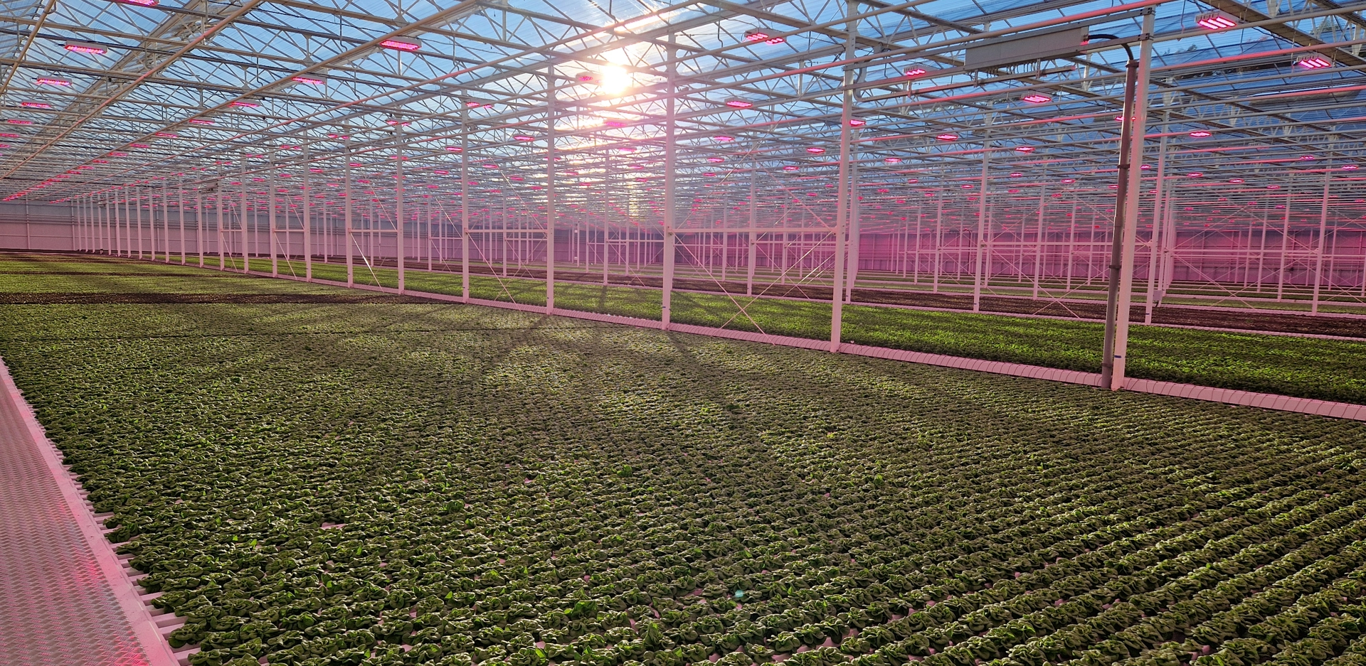 Greenhouse lettuce cultivation at Van der Hoeven, with sunlight streaming through glass roof and LED grow lights enhancing plant growth.