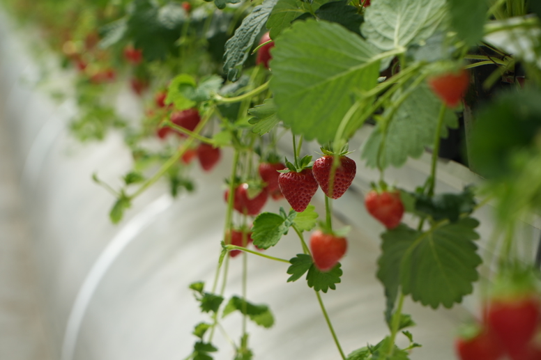 Strawberries Oxagon 2 berries greenhouse