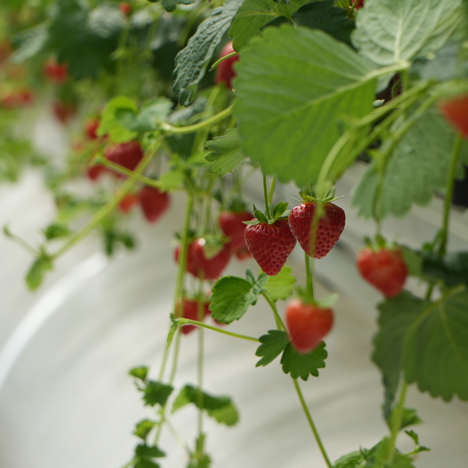Strawberries Oxagon 2 berries greenhouse