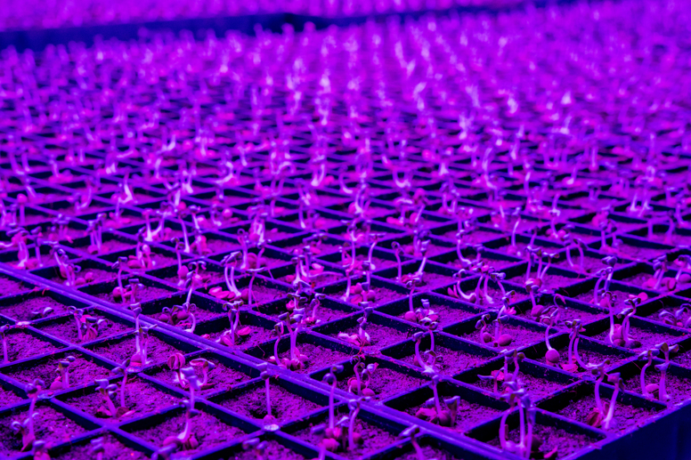 Close-up of seedlings in trays under purple LED grow lights at Local Bounti greenhouse by Van der Hoeven.