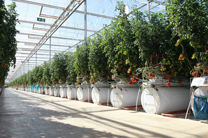 Inside view of a modern greenhouse with rows of tomato plants growing in white containers under natural sunlight.