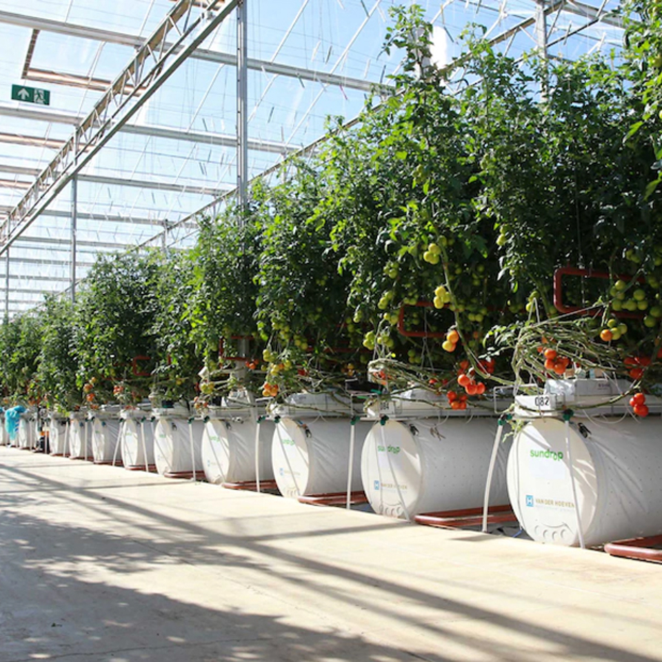 Binnenaanzicht van een moderne kas met rijen tomatenplanten die in witte containers groeien onder natuurlijk zonlicht.