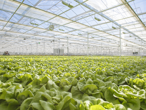 Van der Hoeven greenhouse growing Rijk Zwaan lettuce in Kiribati under advanced climate control.