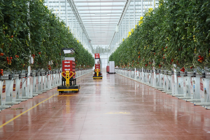 Modern greenhouse interior with rows of tall tomato plants and automated carts carrying red crates along a central pathway.