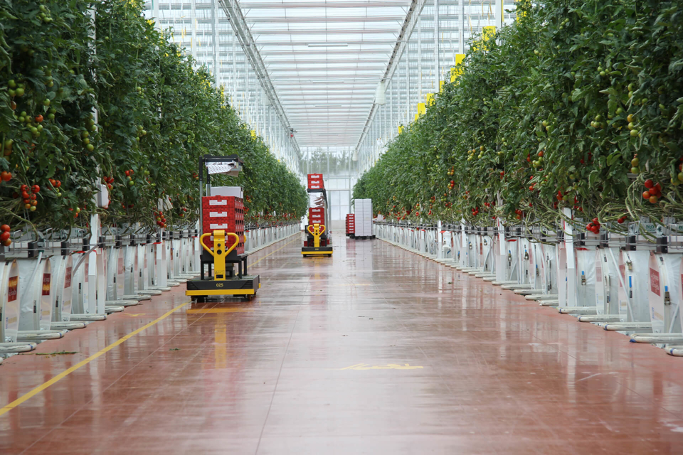 Modern greenhouse interior with rows of tall tomato plants and automated carts carrying red crates along a central pathway.