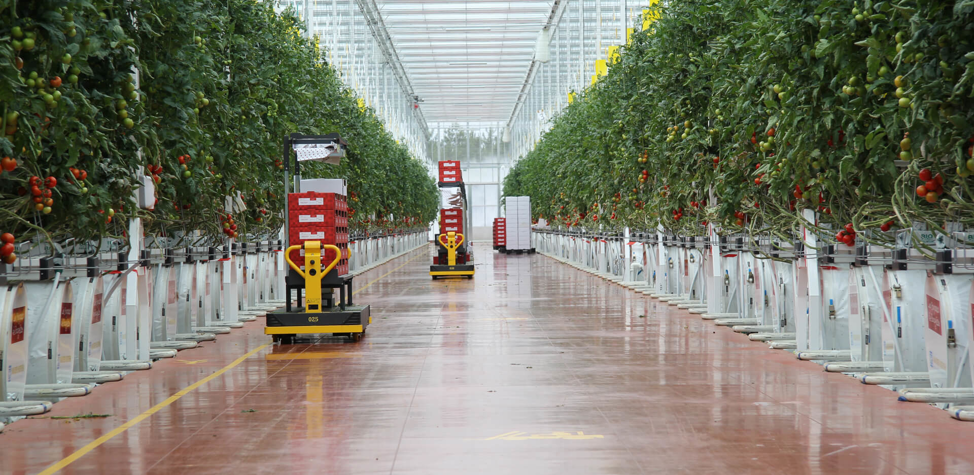 Modern greenhouse interior with rows of tall tomato plants and automated carts carrying red crates along a central pathway.