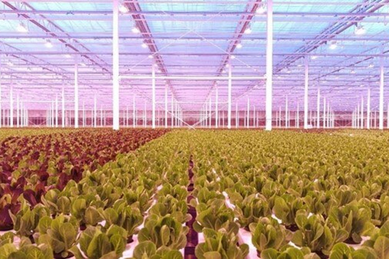 A Complete Solution for Lettuce Cultivation Armela