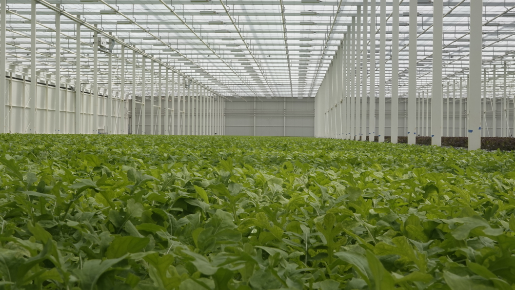 Interior of Van der Hoeven’s Better Future Farms greenhouse, showing rows of leafy green lettuce under a glass roof with white structural beams.