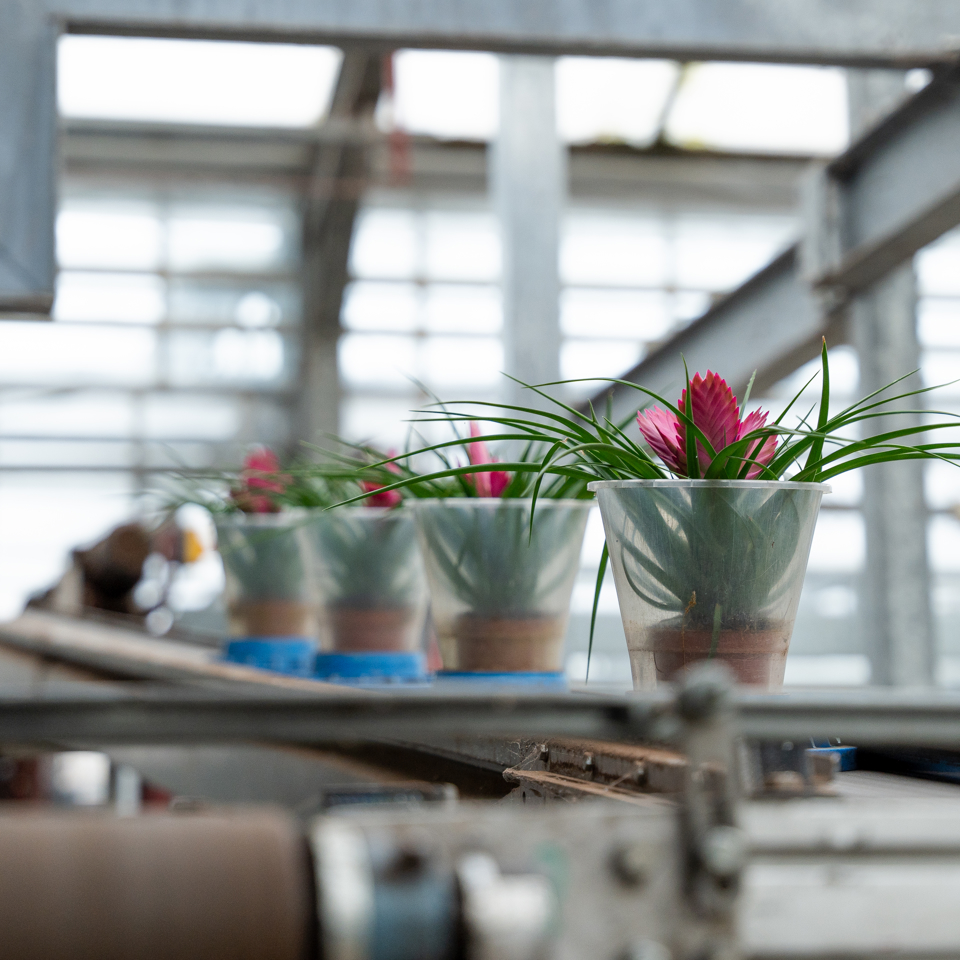 Potted plants on an automated conveyor inside a cutting edge floriculture greenhouse, showing data driven flower cultivation and controlled environments for optimal growing conditions.