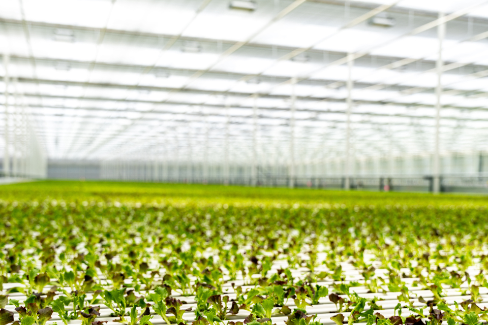 Rows of young lettuce plants growing in a Van der Hoeven greenhouse at Local Bounti.