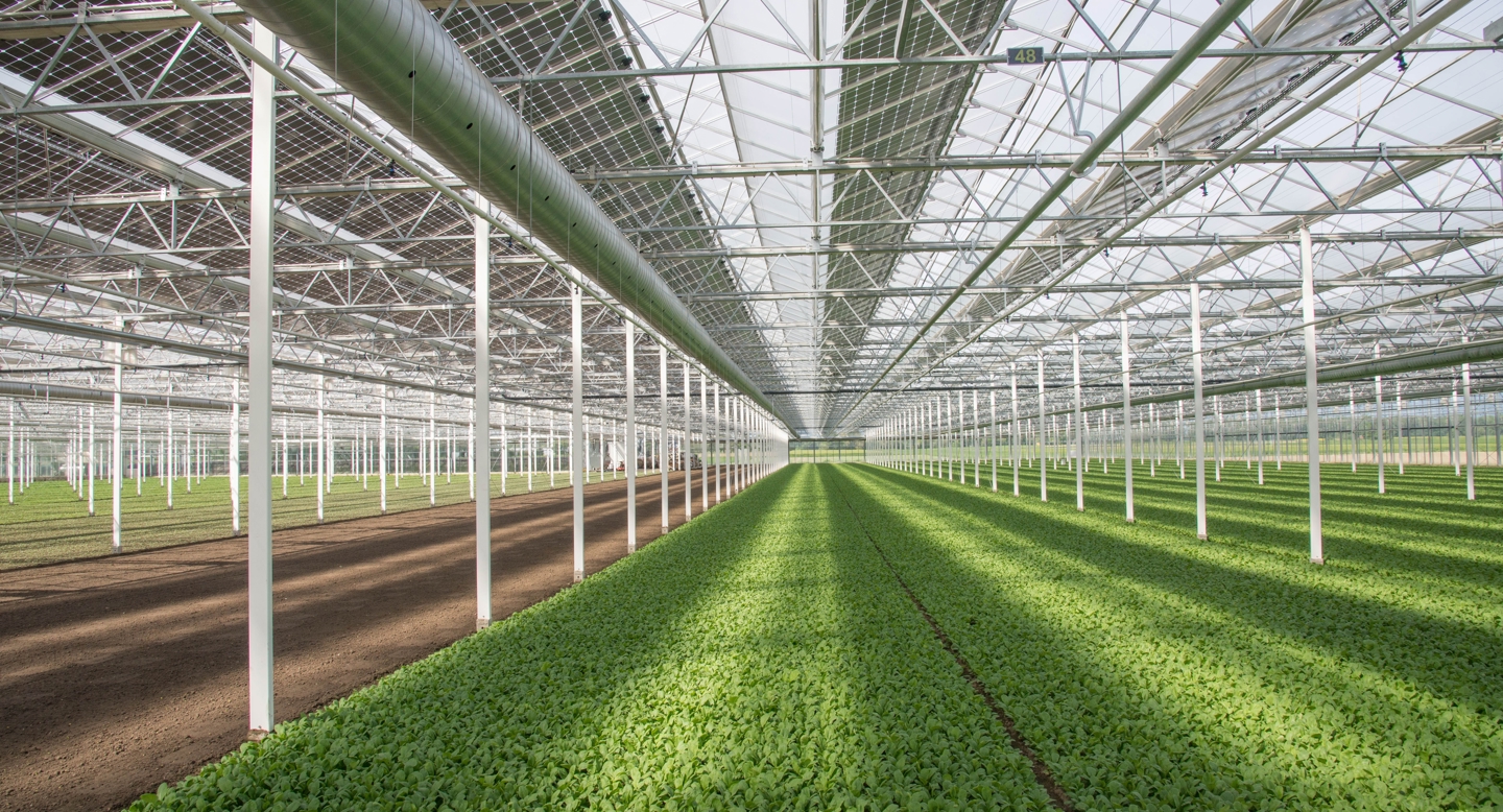 Greenhouse image showing solar-integrated system by Van der Hoeven