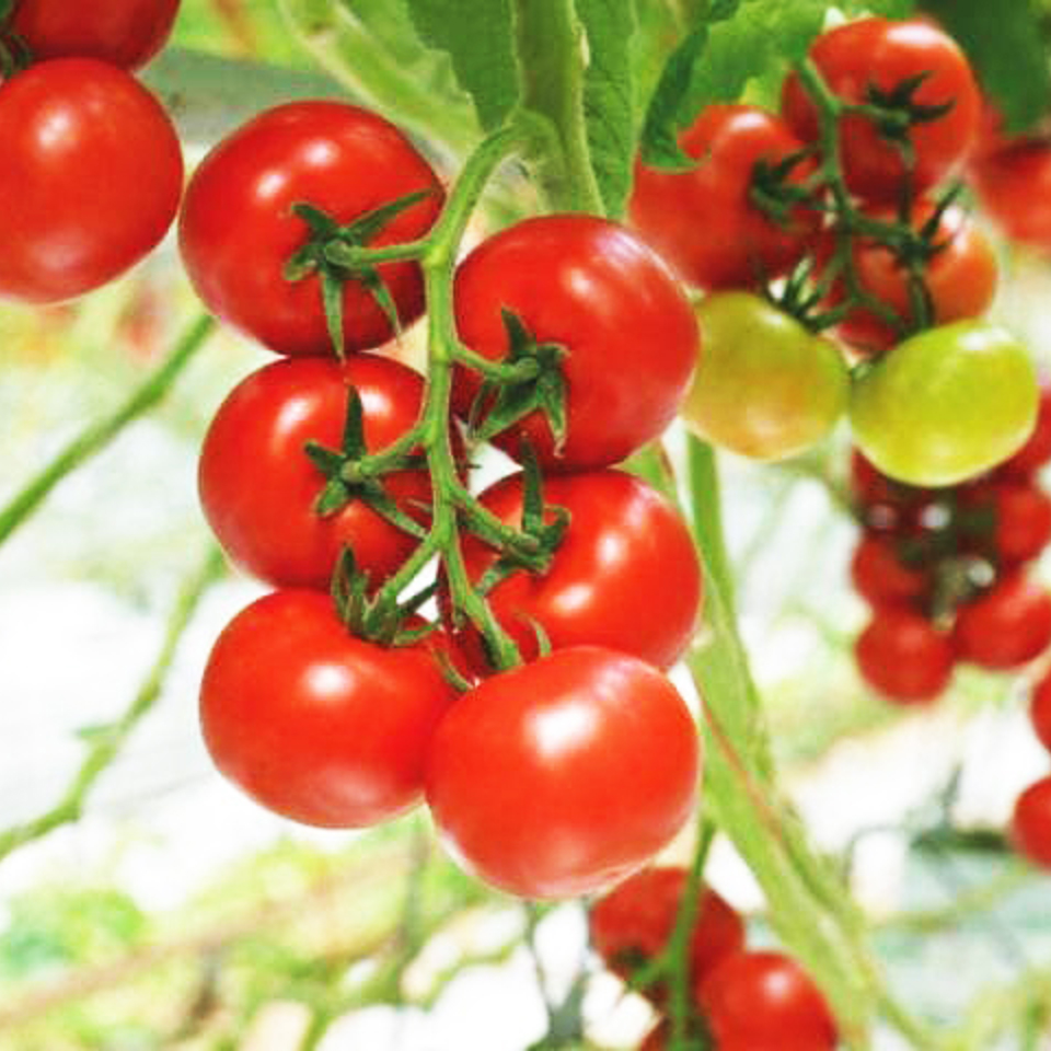 Close-up van rijpe rode tomaten in de kas van Van der Hoeven Eurasia Green Products.