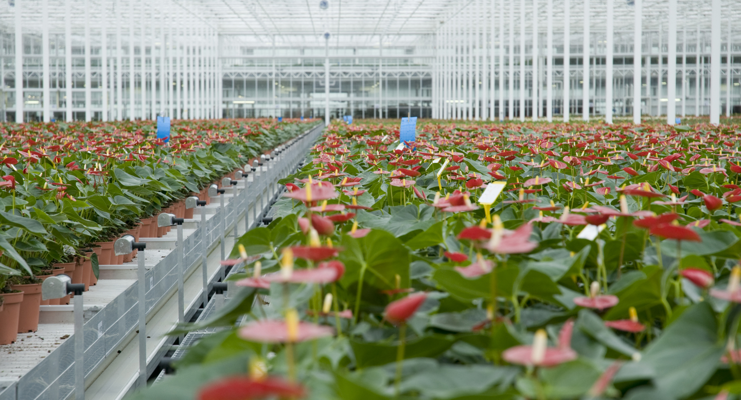 Duplicate file of Anthura project 39 by Van der Hoeven