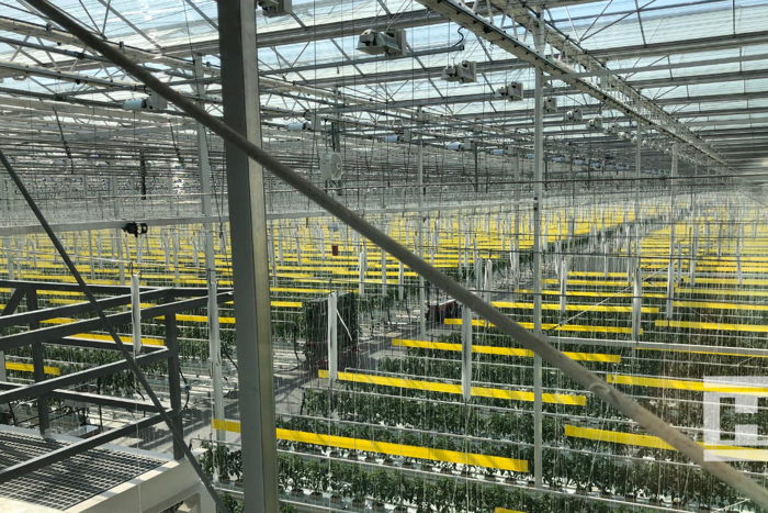 Interior of Project Norby greenhouse with tomato plants in rows, yellow support rails, and glass roof structure.