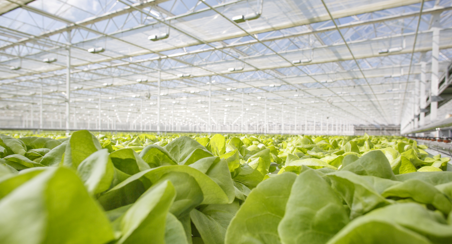 Van der Hoeven greenhouse in collaboration with vegetable breeder Rijk Zwaan