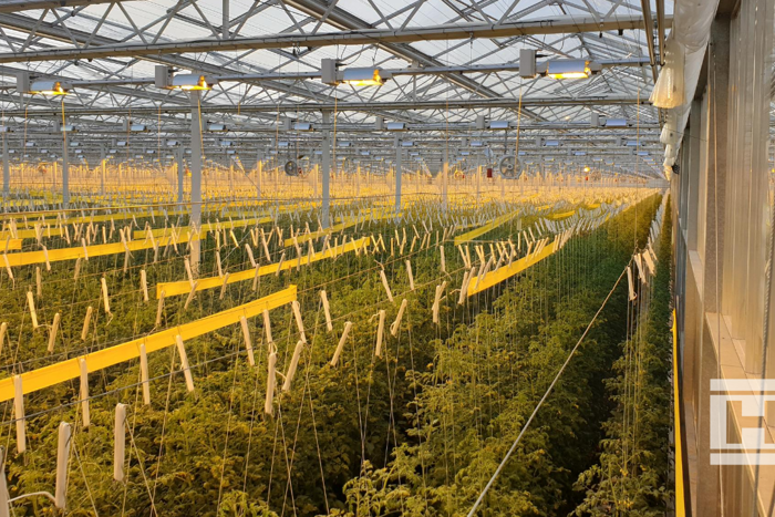 Rows of tall crops growing inside Project Norby greenhouse, supported by strings, under yellow grow lights with a metal roof structure.