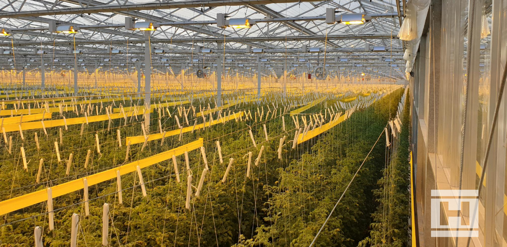 Rows of tall crops growing inside Project Norby greenhouse, supported by strings, under yellow grow lights with a metal roof structure.