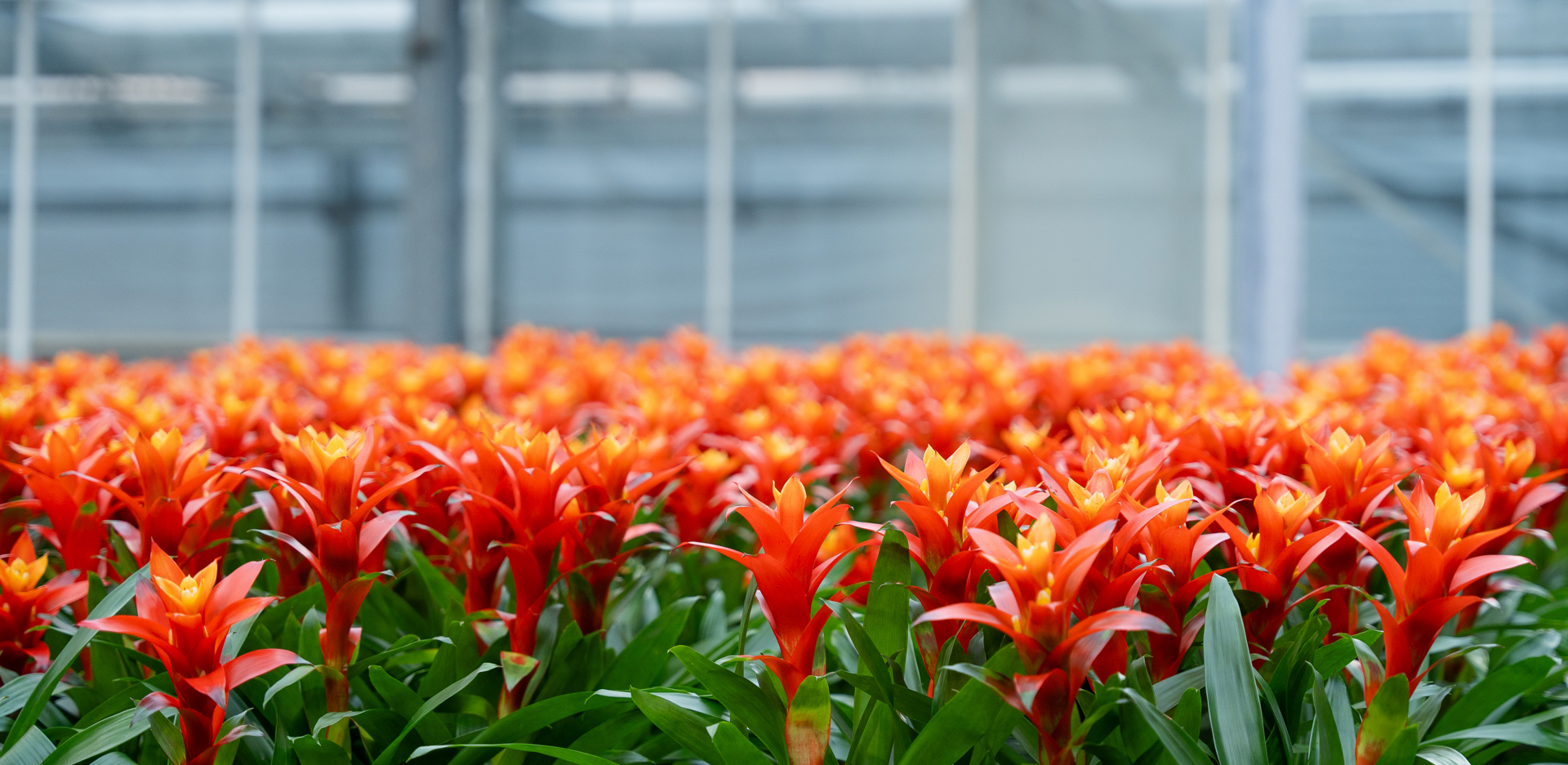 Orange bromeliad flowers growing in a modern floriculture greenhouse