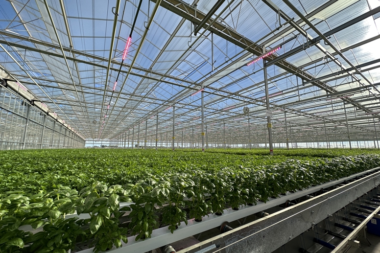 Comfresh lettuce greenhouse Australia Van Der Hoeven