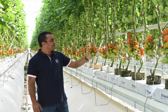 Man inspecting rows of ripe and unripe tomatoes growing in a modern hydroponic greenhouse at the Perfection facility.
