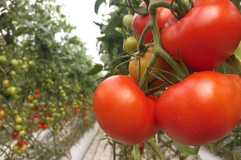 Tomato production inside a Van der Hoeven climate-controlled greenhouse