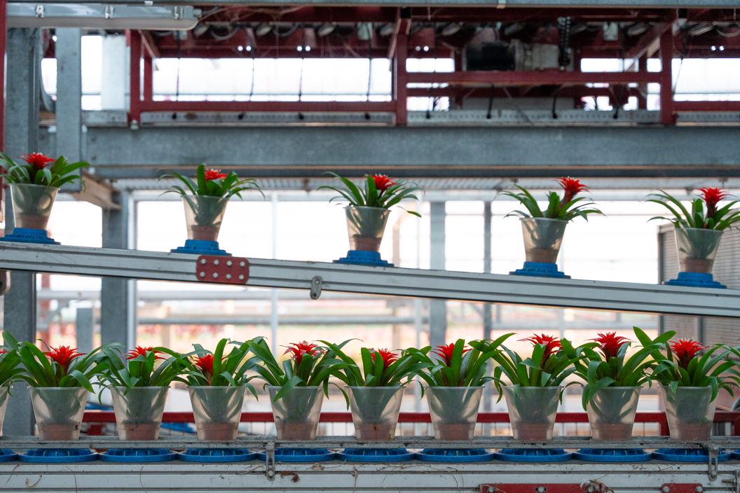 Potted plant growing in an automated semi-closed floriculture greenhouse