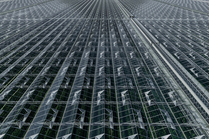 Close-up aerial view of a large greenhouse roof with rows of glass panels and open ventilation windows.