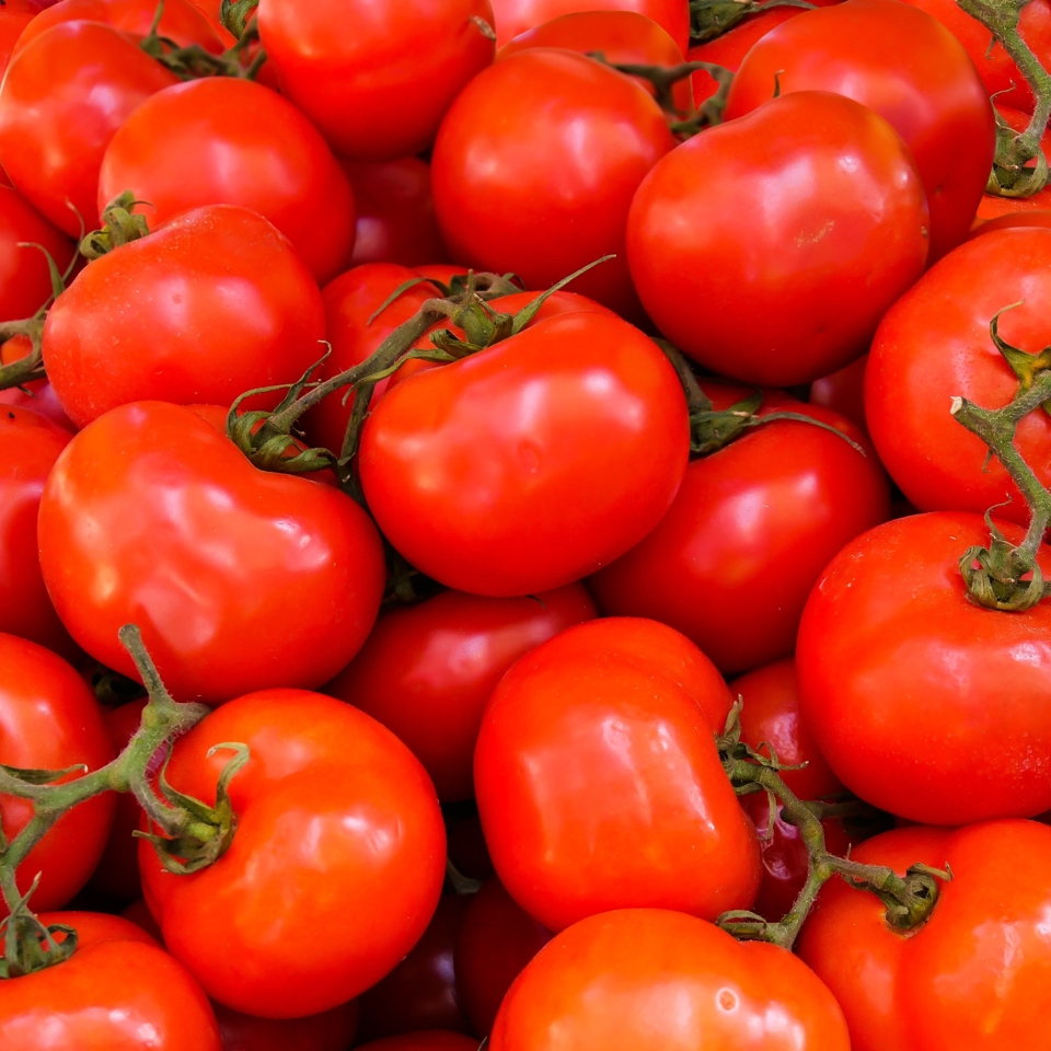 Tomato rows in climate-controlled glasshouse by Van der Hoeven