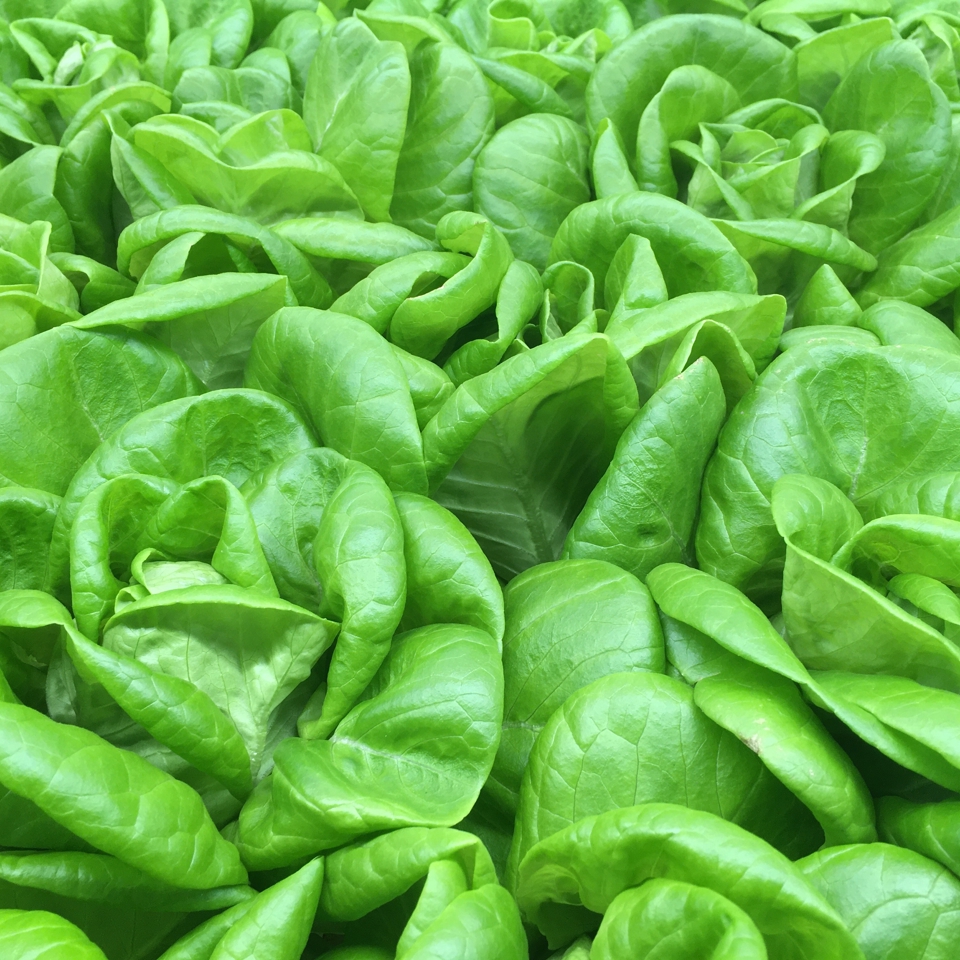 Lettuce turnkey greenhouse by van der hoeven