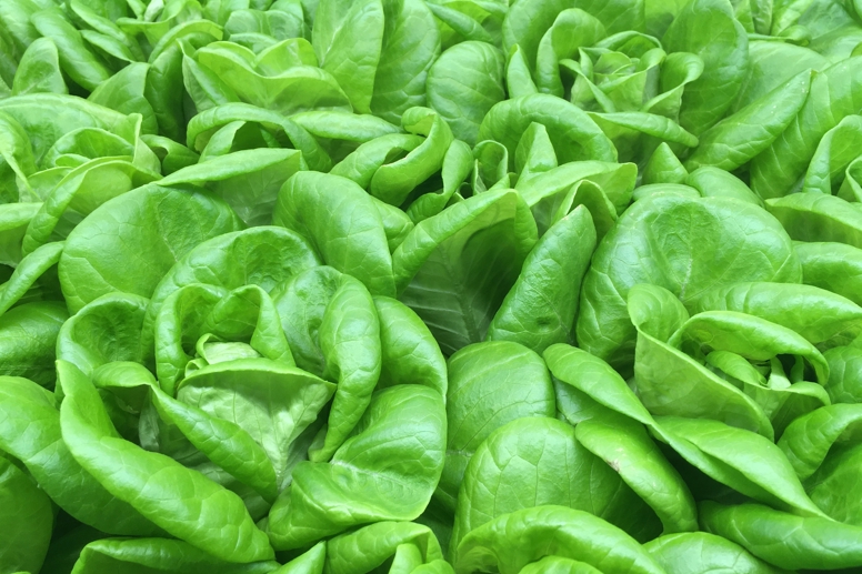 Lettuce turnkey greenhouse by van der hoeven