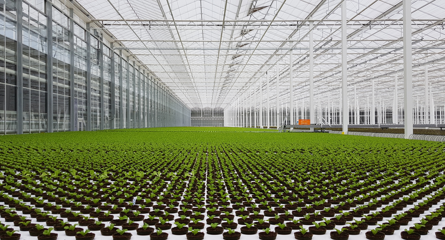 Van der Hoeven turnkey lettuce greenhouse at Sara Japan site