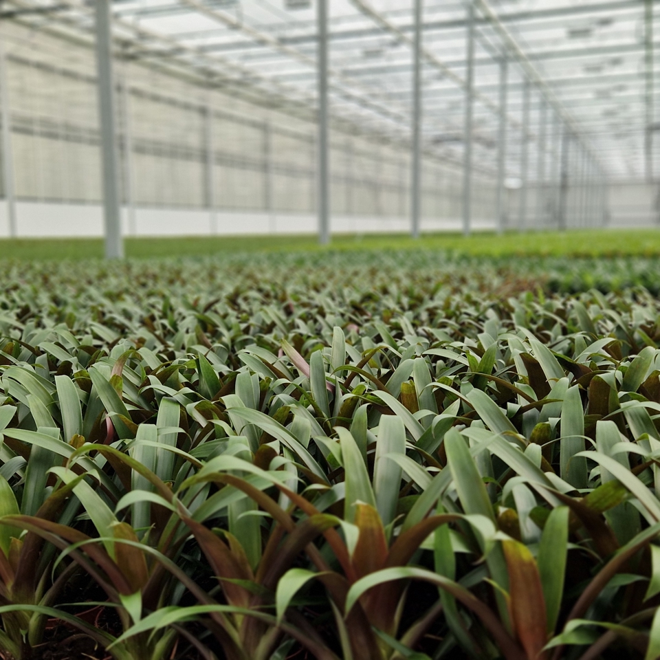 Bromeliads in modern greenhouse of LKP Brothers – Van der Hoeven, specialist in turnkey greenhouse construction and sustainable horticulture solutions.