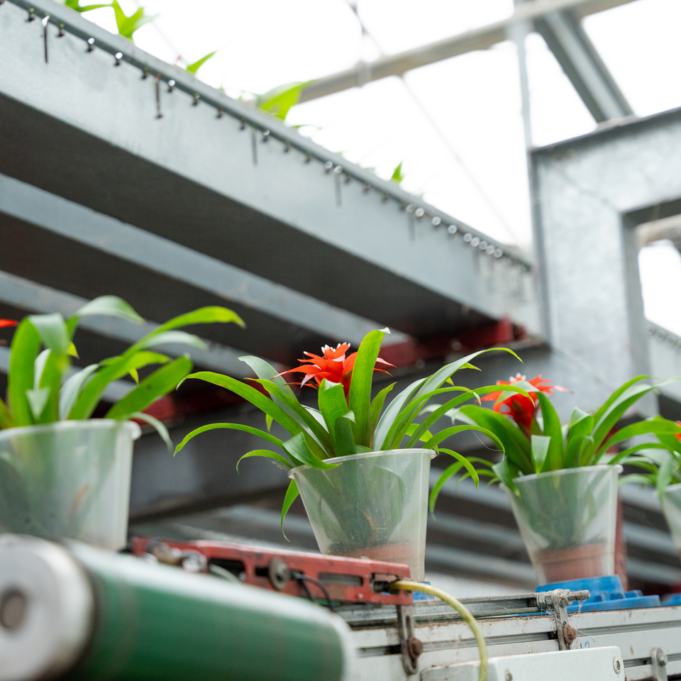 Potted plant growing in a modern floriculture greenhouse