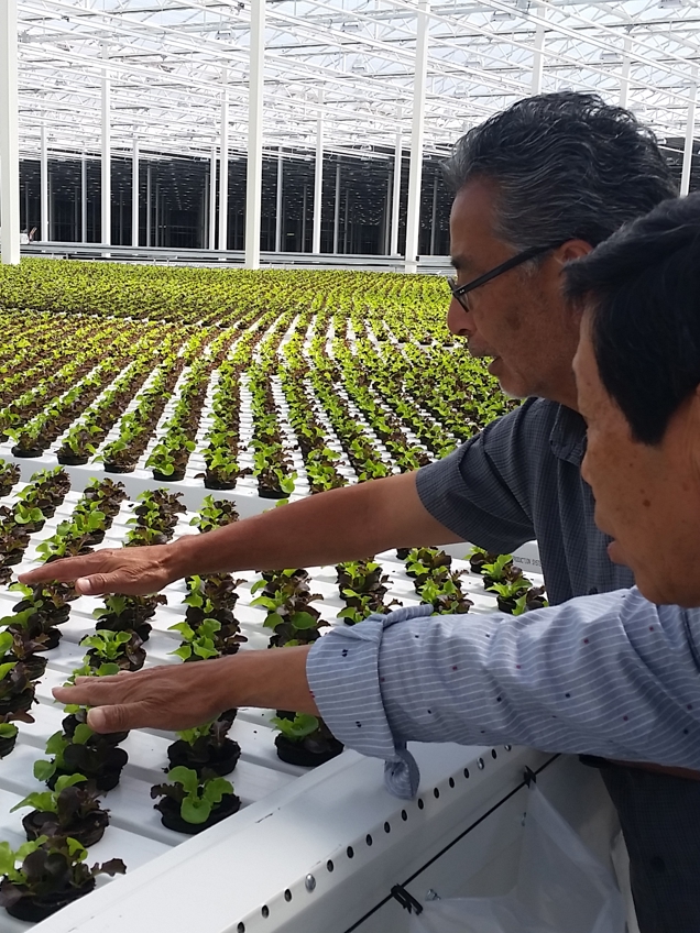 Two men inspecting hydroponic lettuce plants inside the SARA Farm Van Der Hoeven greenhouse, featuring rows of leafy greens under a glass roof.