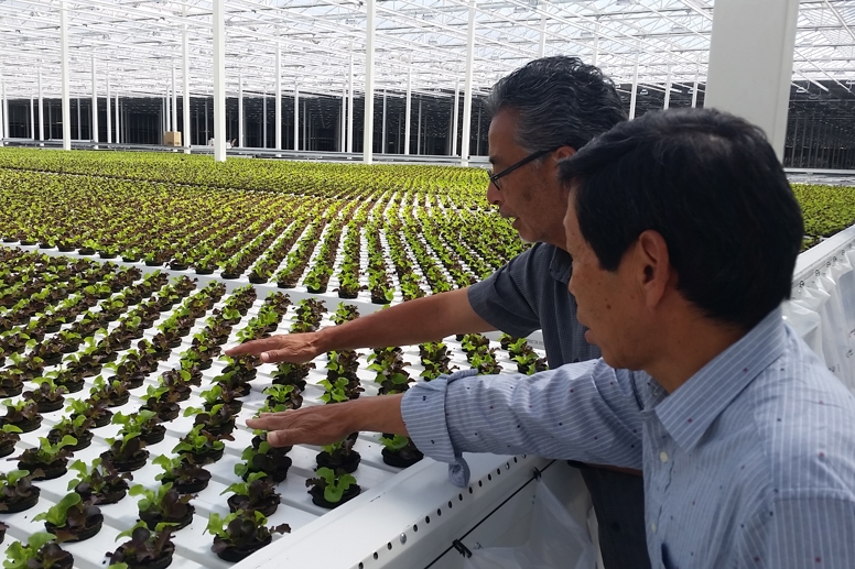 Two men inspecting hydroponic lettuce plants inside the SARA Farm Van Der Hoeven greenhouse, featuring rows of leafy greens under a glass roof.